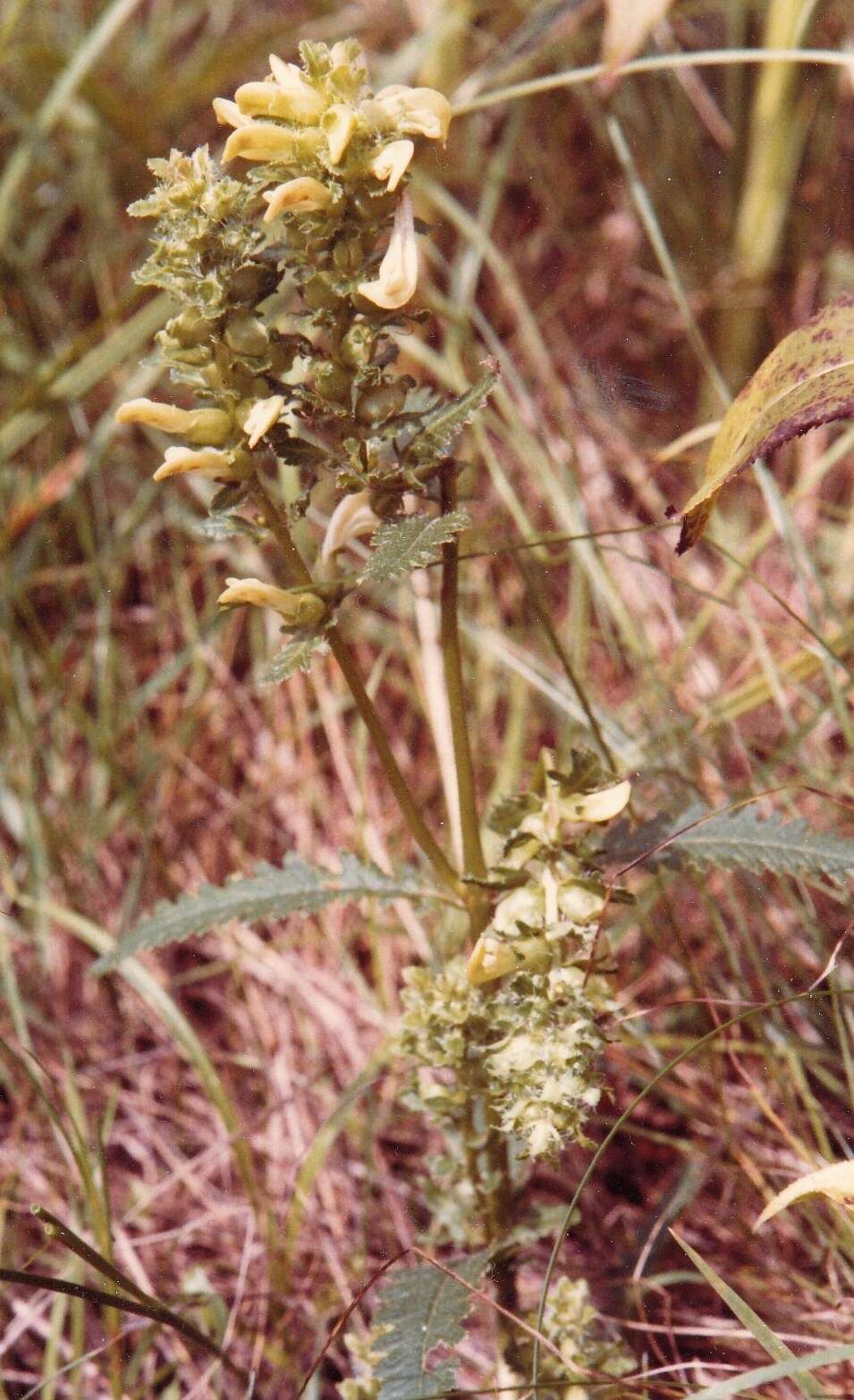 Image of swamp lousewort