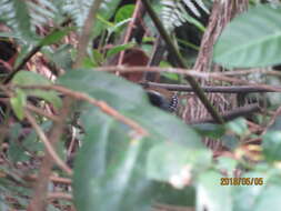 Image of Squamate Antbird