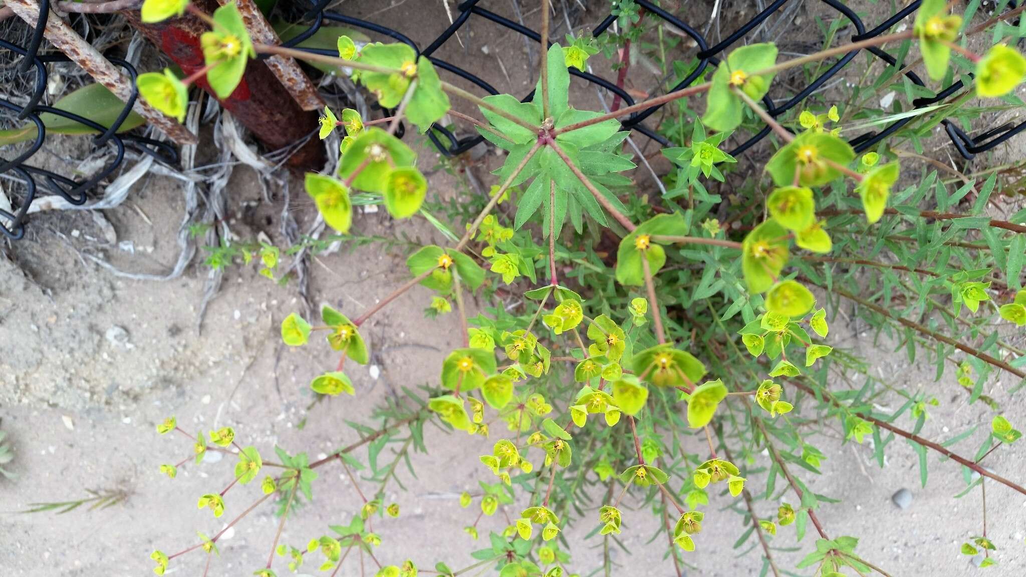 Image of Geraldton carnation weed