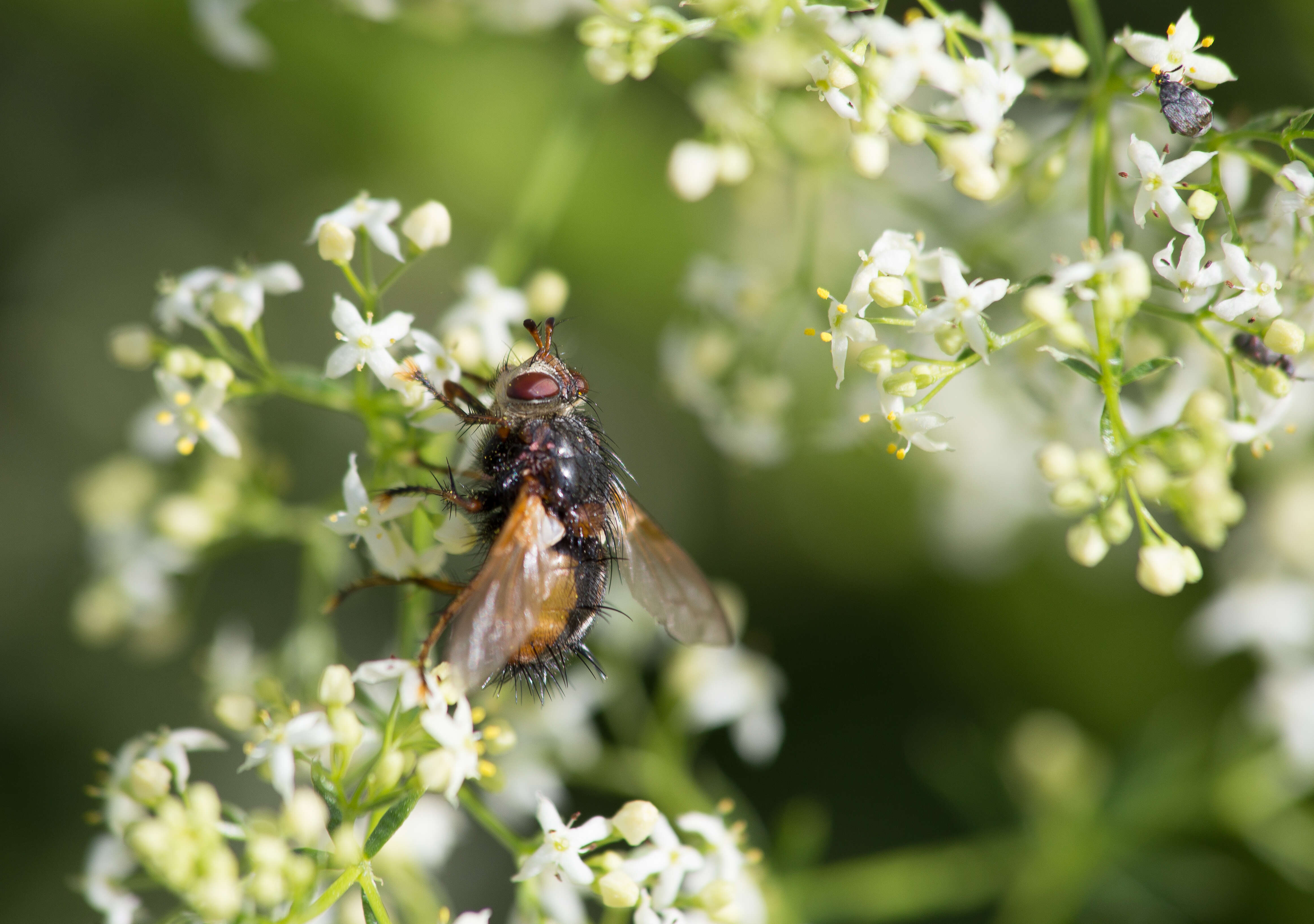 Image of Tachina fera (Linnaeus 1761)