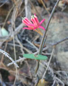 Image of Microloma sagittatum (L.) R. Br.