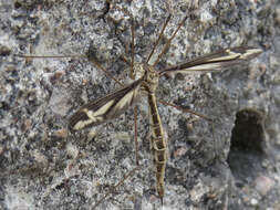 Image of Tipula (Yamatotipula) caloptera Loew 1863