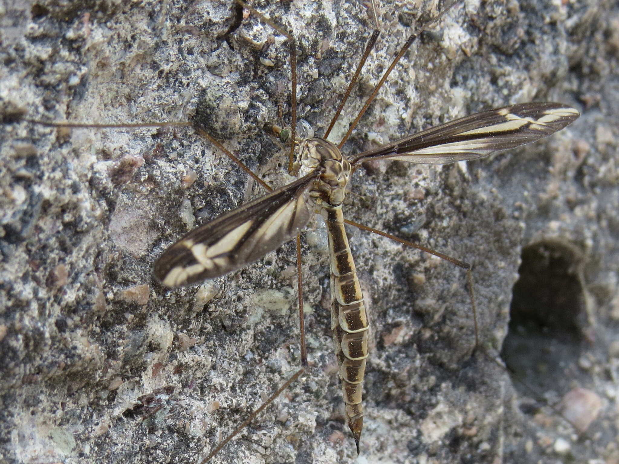 Image of Tipula (Yamatotipula) caloptera Loew 1863