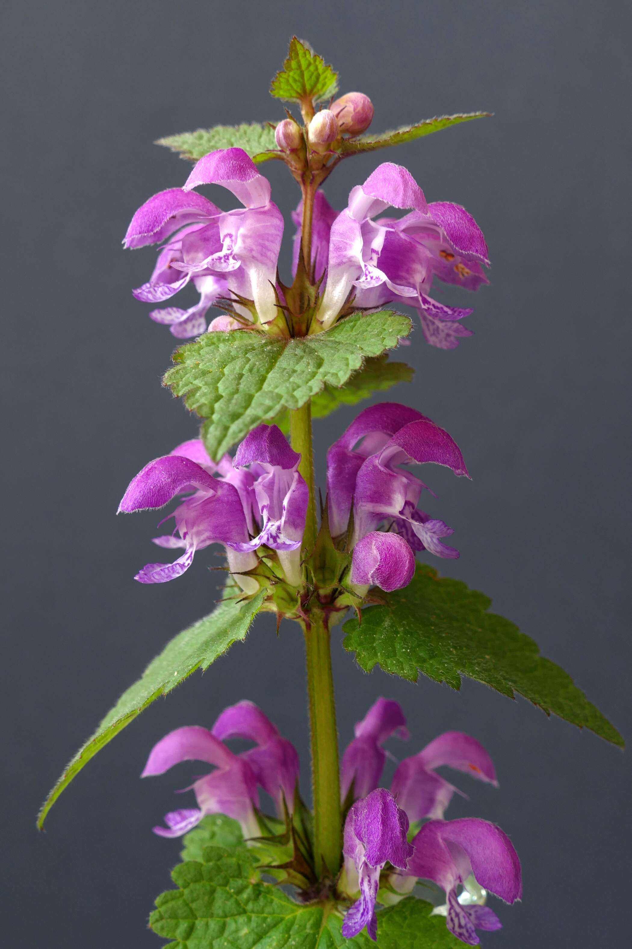 Image of spotted dead-nettle