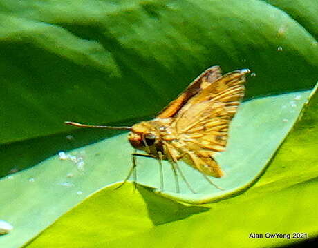 Image of Common Dartlet