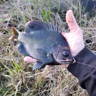 Image of Bluegill Sunfish