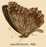 Image of Elymnias ceryx Boisduval 1836