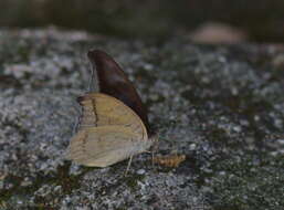 Image of Tanaecia cocytus Fabricius 1787