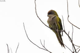 Image of Gray-hooded Parakeet