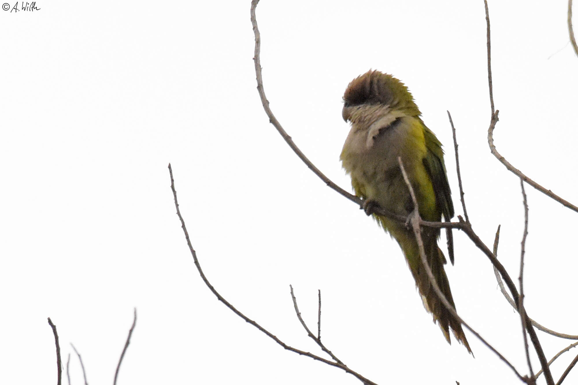 Image of Gray-hooded Parakeet