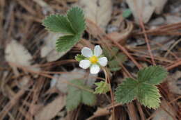 Image of woodland strawberry