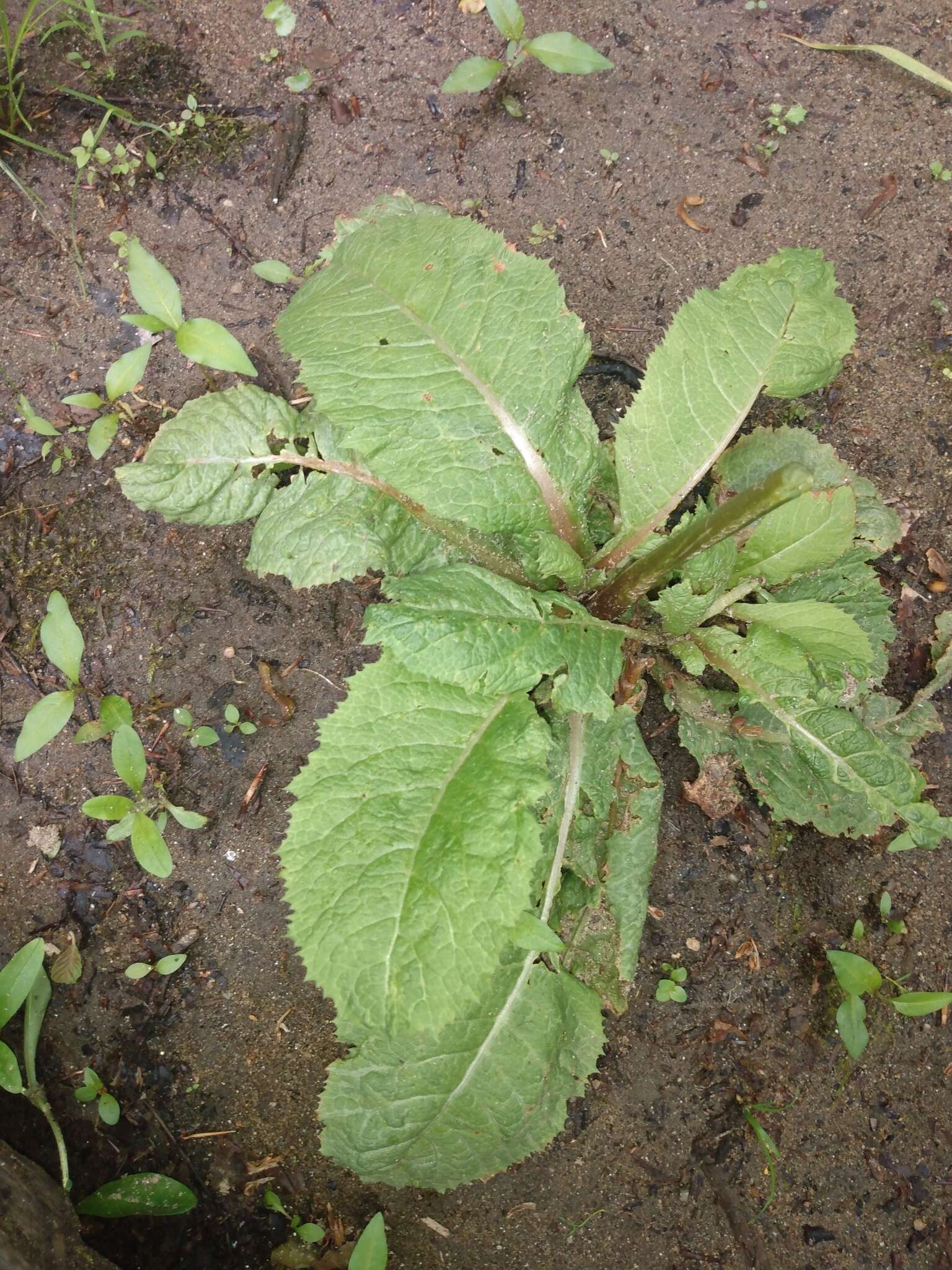 Plancia ëd Primula japonica A. Gray