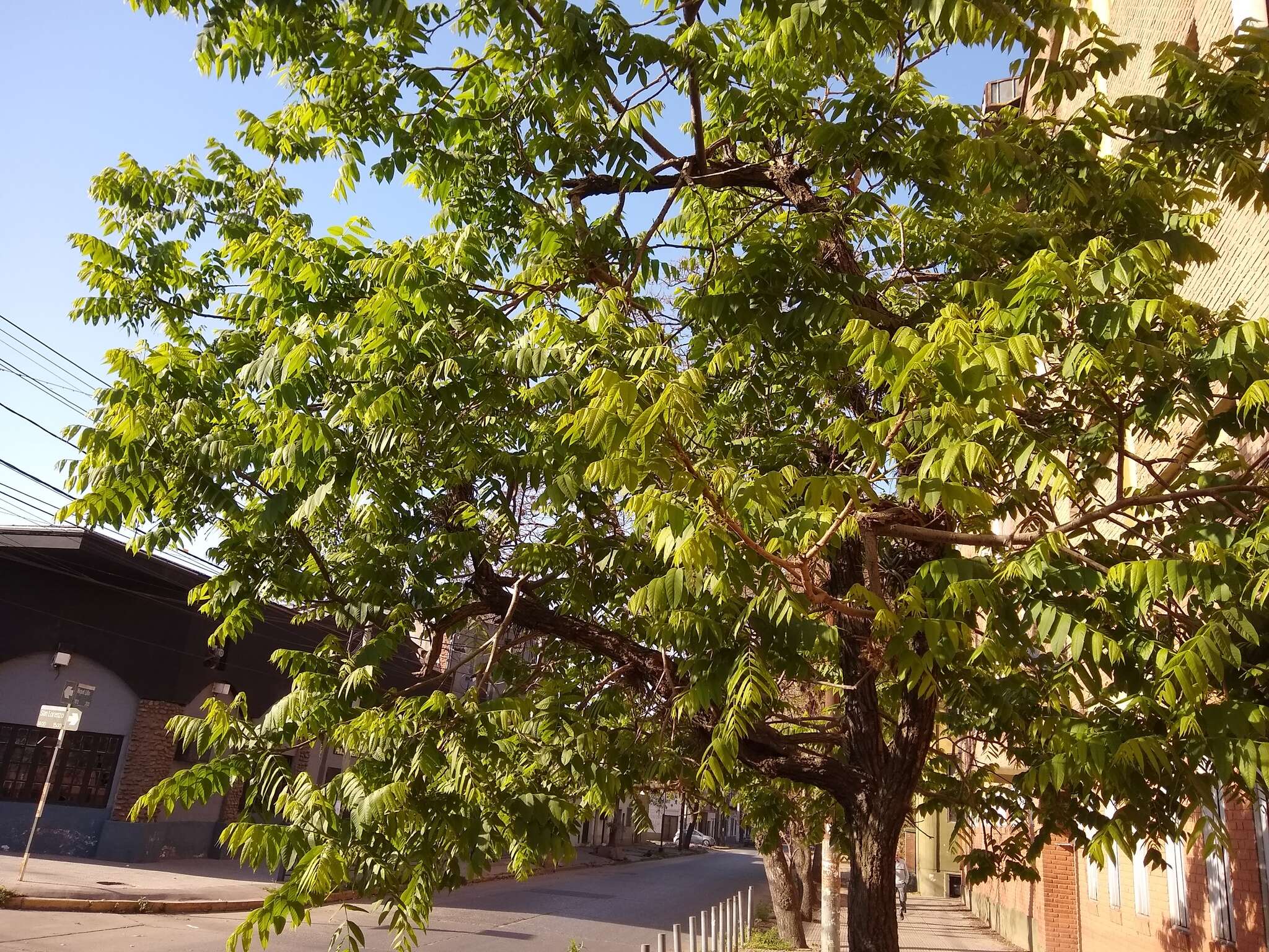 Image of Juglans australis Griseb.