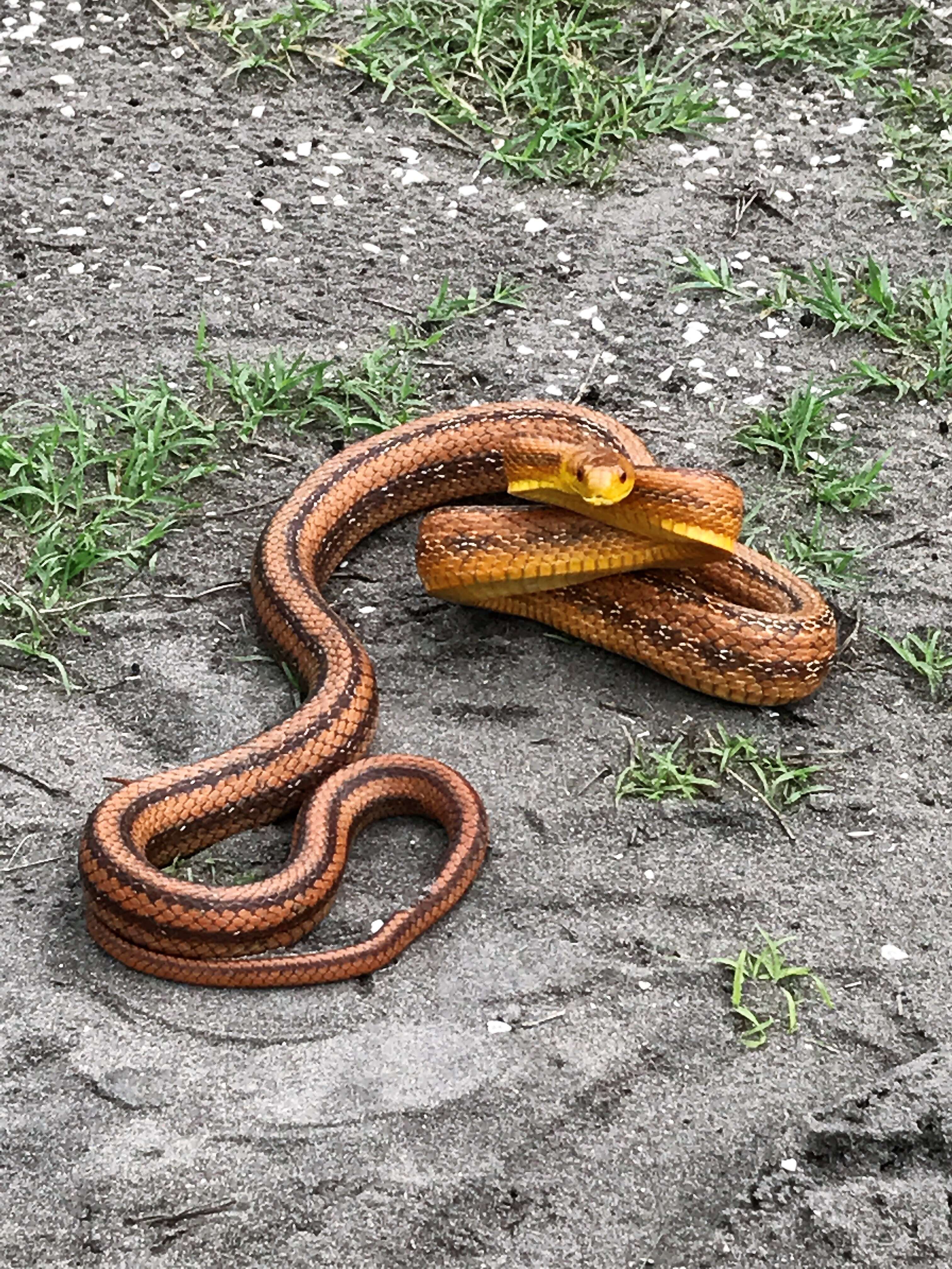 Image of black rat snake