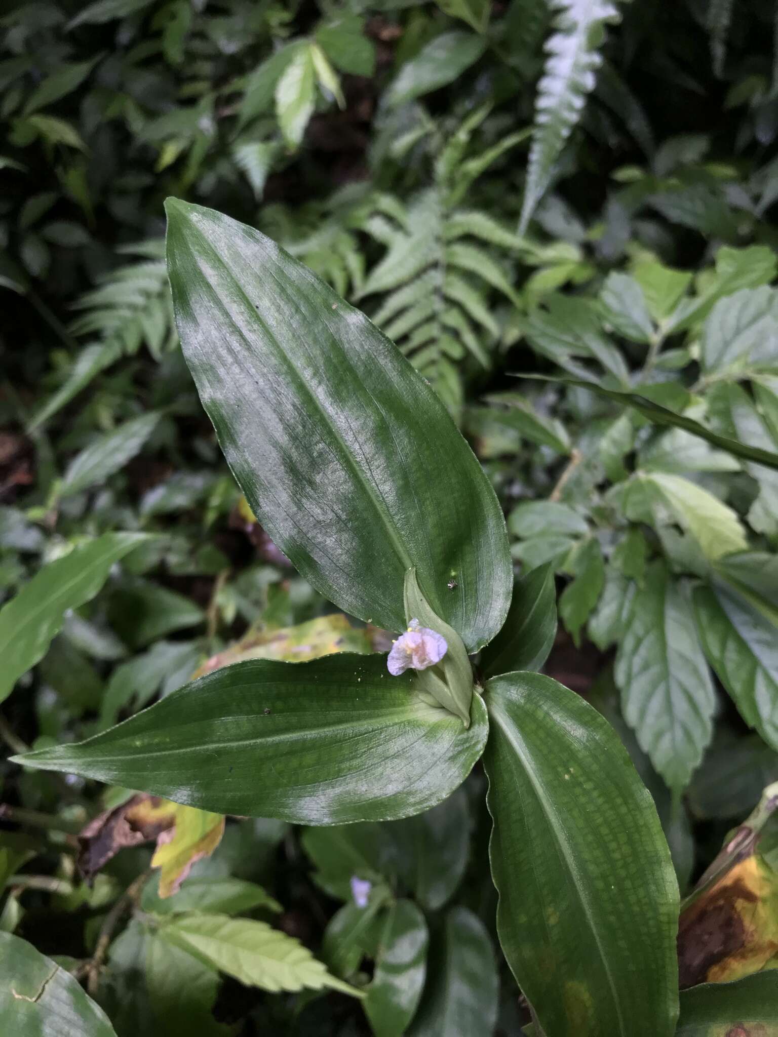 Commelina paludosa Blume的圖片