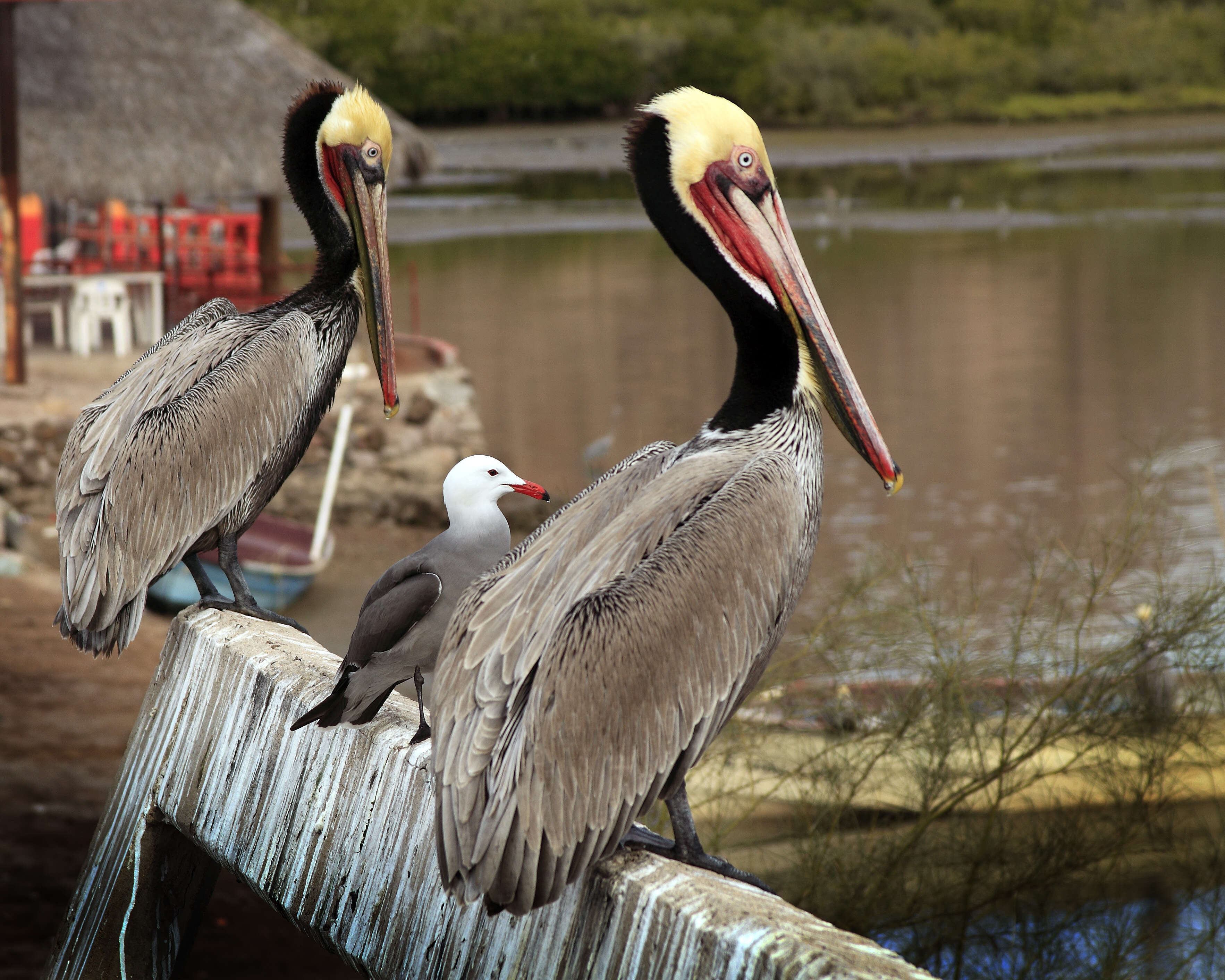 Image of California brown pelican