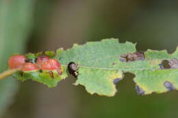 Sivun Chrysomela (Macrolina) schaefferi Brown 1956 kuva