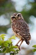 Image of Burrowing Owl