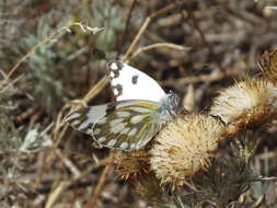 Image of Pontia helice (Linnaeus 1764)