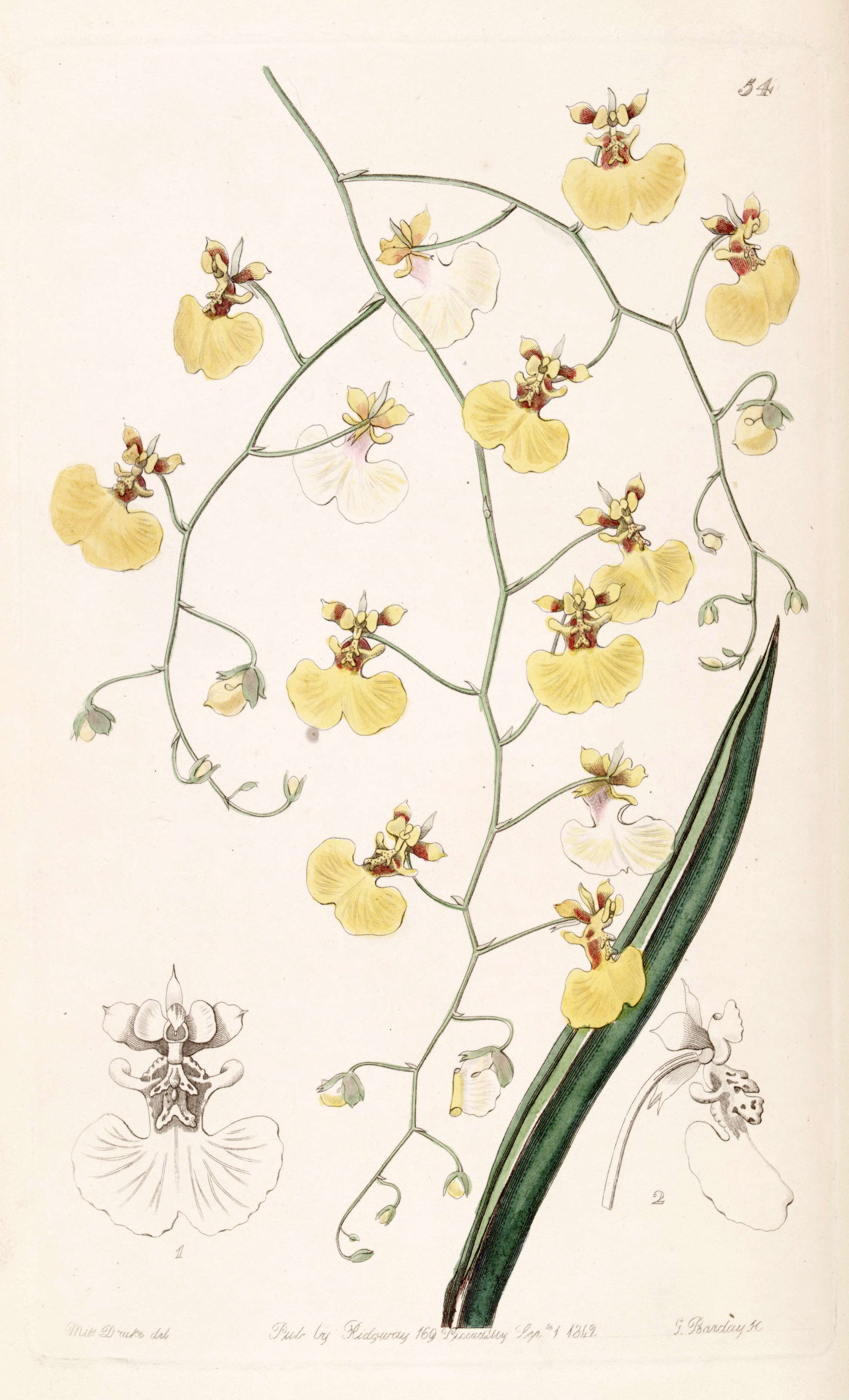 Imagem de Tolumnia urophylla (Lodd. ex Lindl.) Braem