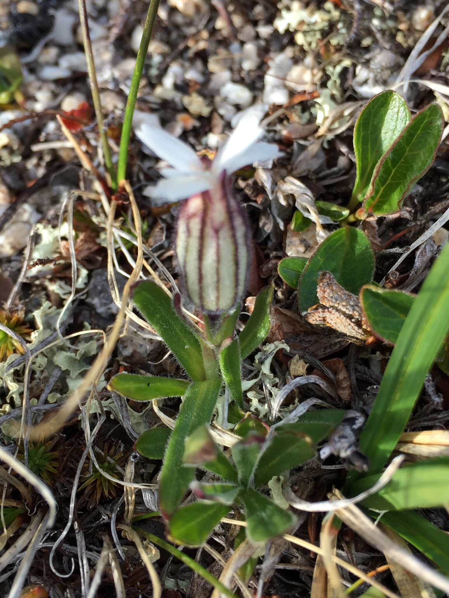 Image of arctic catchfly