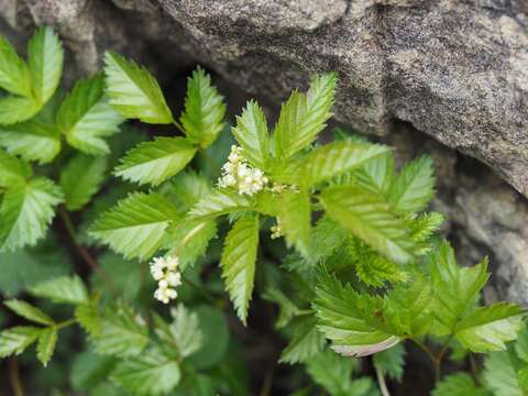 Image of Aruncus sylvester var. astilboides (Maxim.) Makino