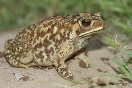 Image of Asian black-spined toad