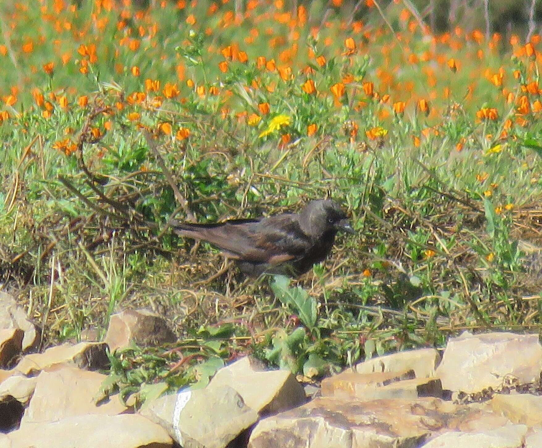 Image of <i>Corvus monedula spermologus</i>