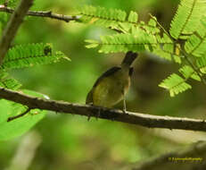 Image of Pygmy Flycatcher