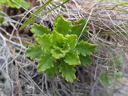 Image of Osmitopsis dentata (Thunb.) Bremer