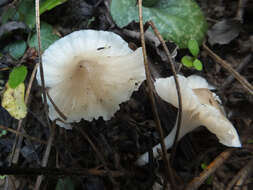 Image of Hygrocybe cereopallida (Clémençon) P. Roux & Eyssart. 2011