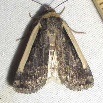 Image of Abagrotis vittifrons Grote 1864