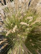 Plancia ëd Achnatherum calamagrostis (L.) P. Beauv.