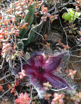 Sivun Ceropegia pulvinata (Masson) Bruyns kuva