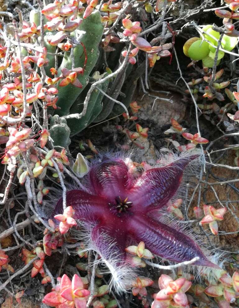 Sivun Ceropegia pulvinata (Masson) Bruyns kuva