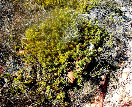 Image of Leucospermum royenifolium (Salisb. ex Knight) Stapf