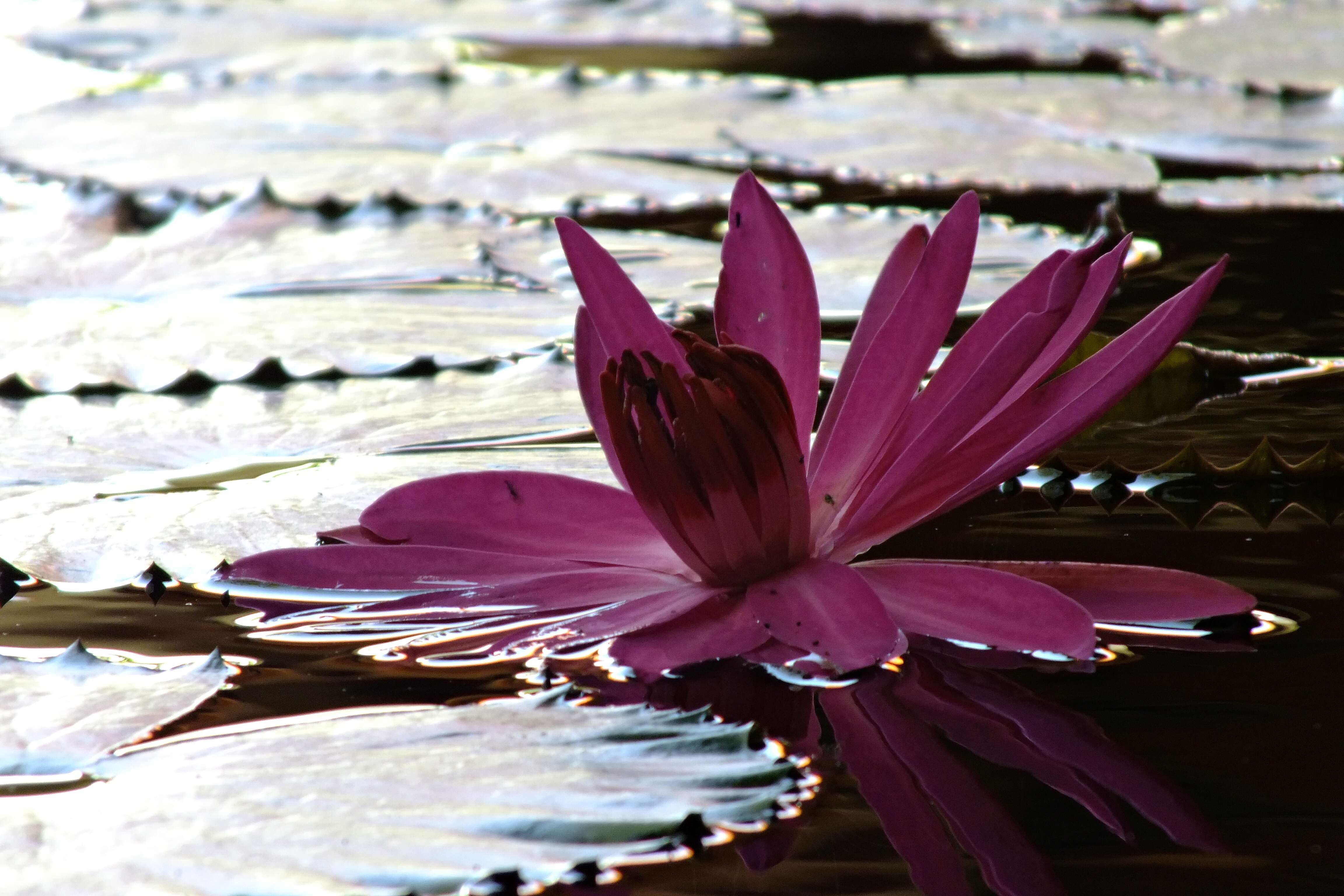 Imagem de Nymphaea nouchali var. pubescens (Willd.) Hook. fil. & Thoms.