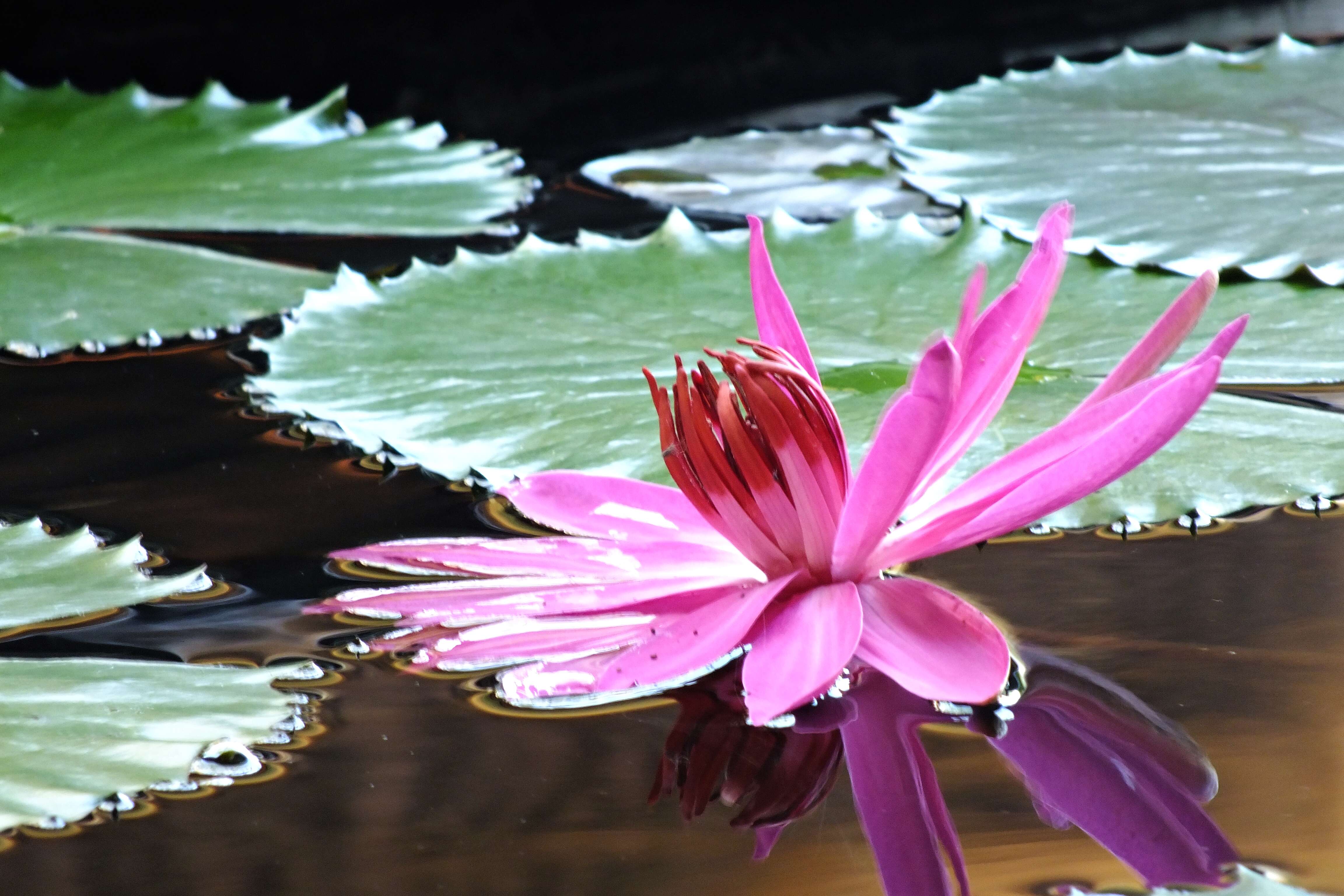 Imagem de Nymphaea nouchali var. pubescens (Willd.) Hook. fil. & Thoms.