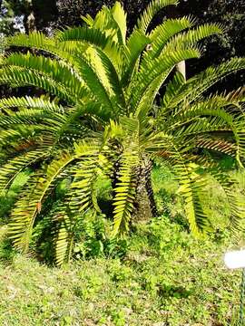 Image of Suurberg Cycad