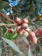 صورة Eucalyptus cosmophylla F. Müll.