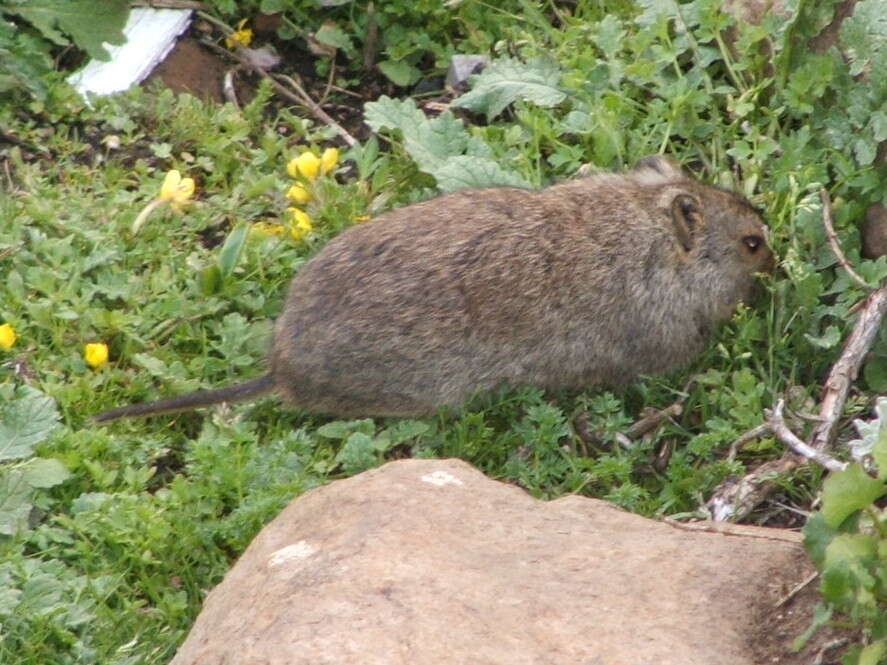 Image of Sloggett's Vlei Rat