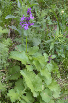 Image de Betonica macrantha K. Koch