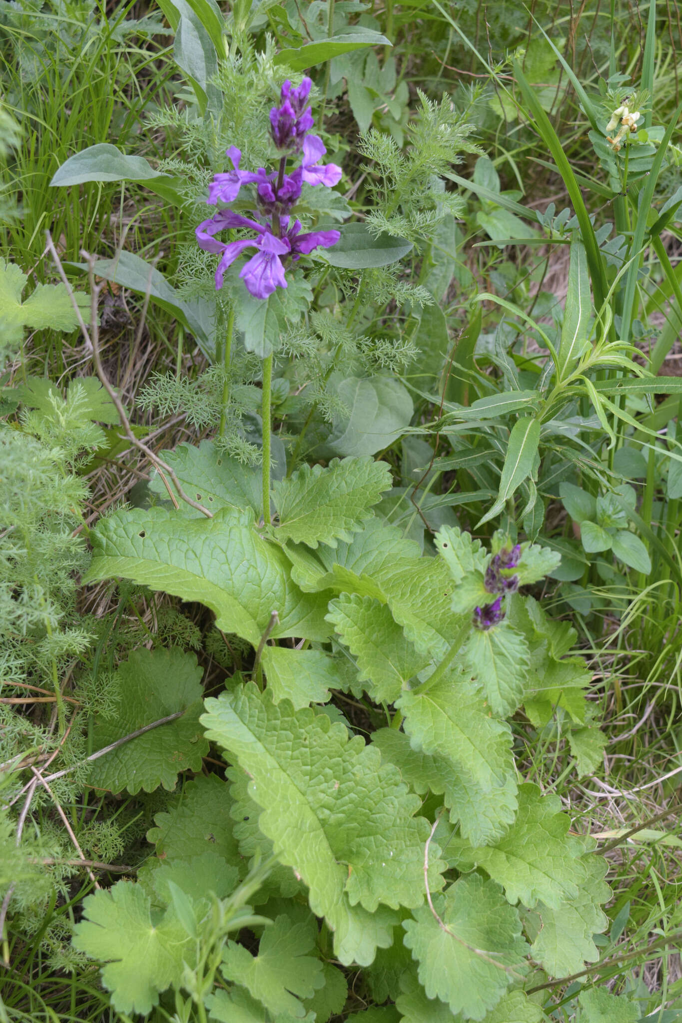 Image de Betonica macrantha K. Koch