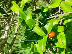 Image of Glossy sourberry