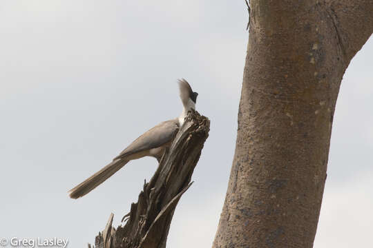 Image of Bare-faced Go-away Bird