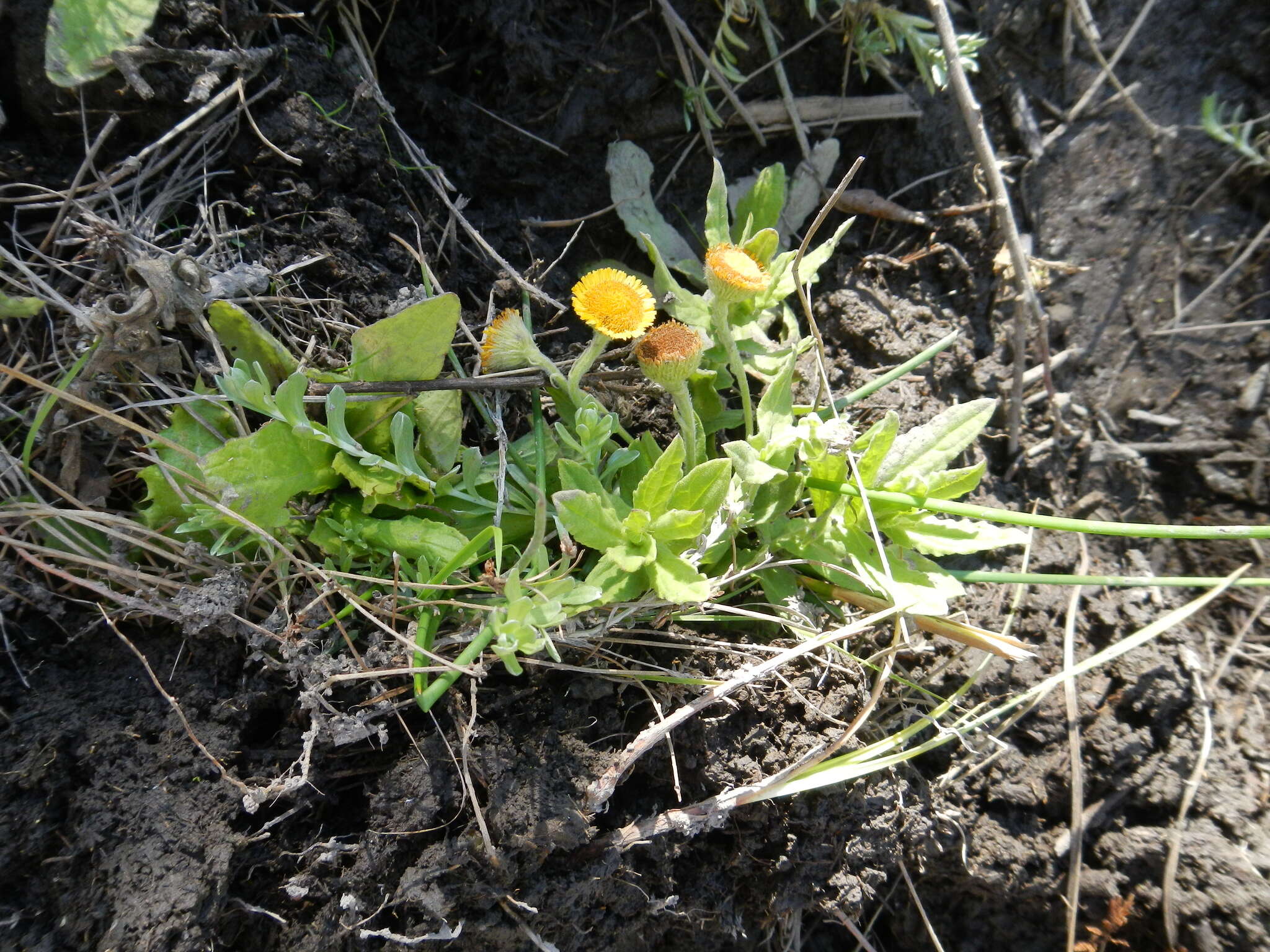 Image of Pulicaria scabra (Thunb.) Druce