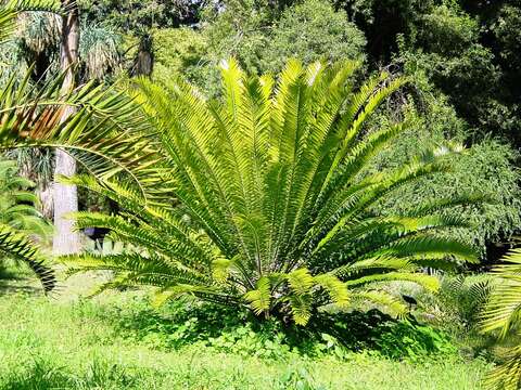 Image of Suurberg Cycad