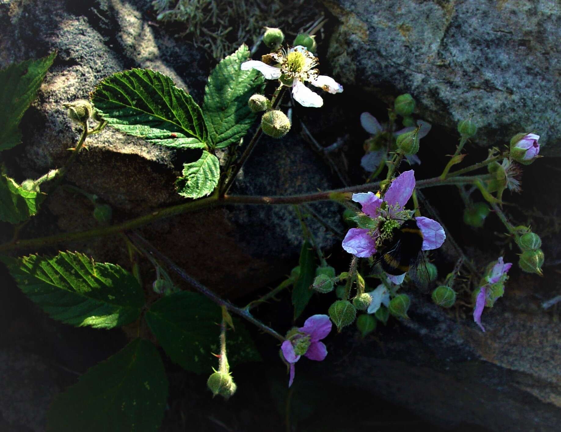 Image of Rubus sprengelii Weihe