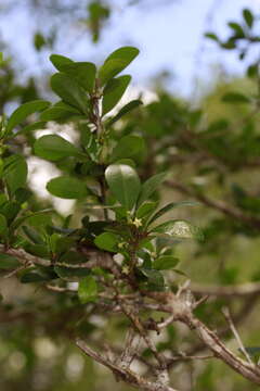 Image of Emmenosperma pancherianum Baill.