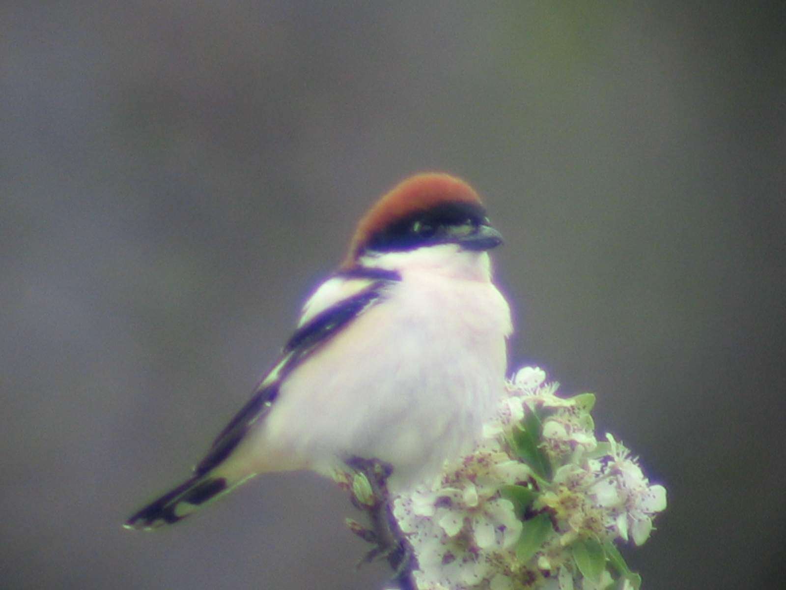 Image of Woodchat Shrike